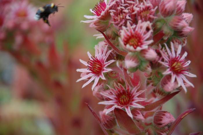 Sempervivum Dachwurz Hauswurz